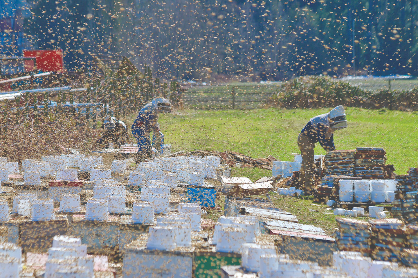 Beekeepers move approximately 3.5 million bees from travelling frames into hives at a farm on North Oyster’s Code Road on March 8. (Duck Paterson photo)