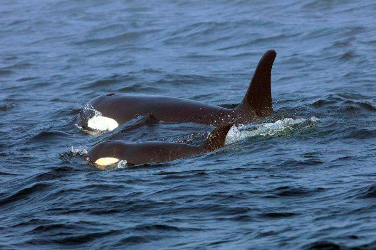 FILE - Southern Resident killer whale J50 and her mother, J16, swim off the west coast of Vancouver Island near Port Renfrew, B.C. on Aug. 7, 2018. (Brian Gisborne/Fisheries and Oceans Canada via AP, File)
