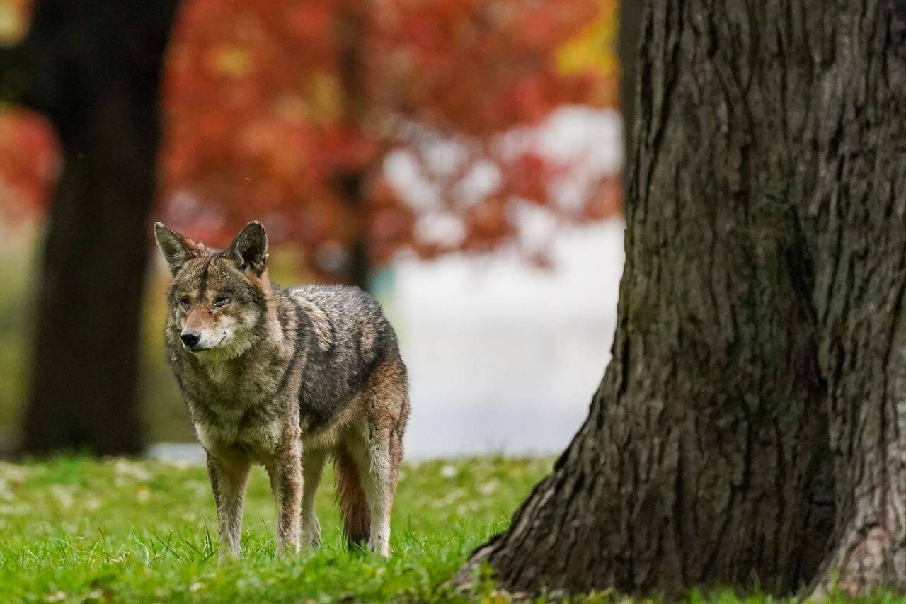 A coyote walks through Coronation Park in Toronto on Wednesday, Nov. 3, 2021. Now that coyote denning season is in full swing, the Vancouver park board is offering some tips for a “peaceful coexistence” between the animals and humans. THE CANADIAN PRESS/Evan Buhler