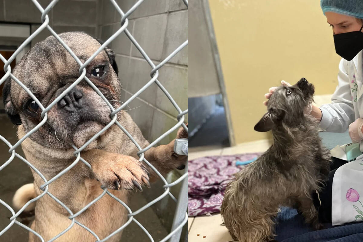The BC SPCA seized 63 dogs from Dogway Dog Rescue in Mission on Jan. 4 and the BC Farm Industry Review Board awarded the SPCA over $75,000 in a March decision. /BC SPCA Photo