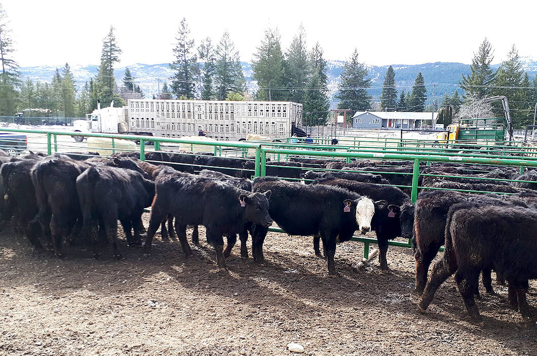 B.C.’s cattle ranching industry has welcomed additional funding for veterinary training. (Black Press Media file photo)