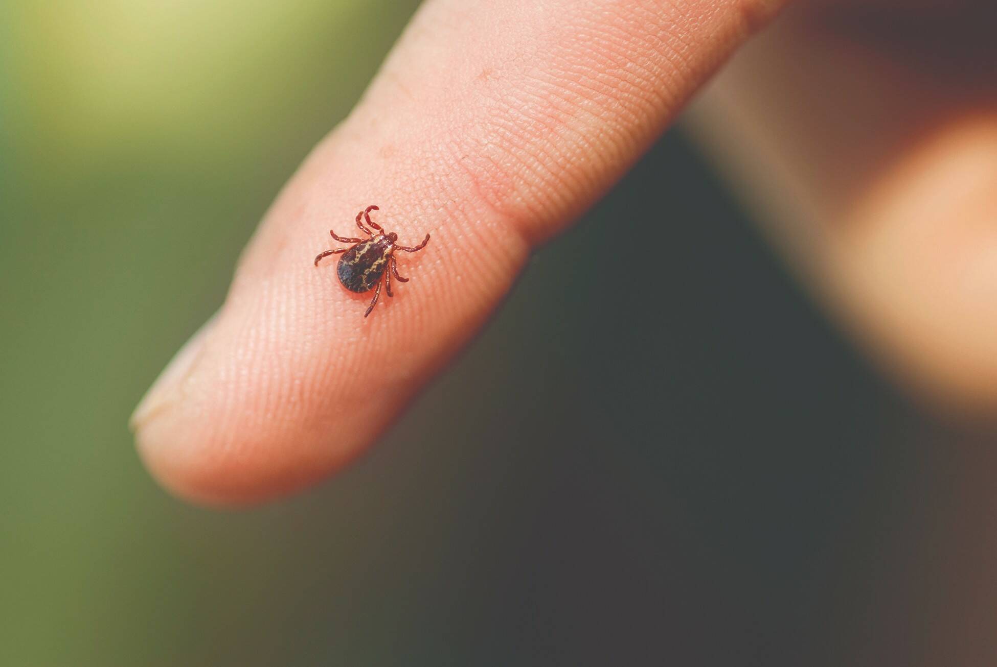 It’s Officially Tick Time In The Okanagan - The Golden Star